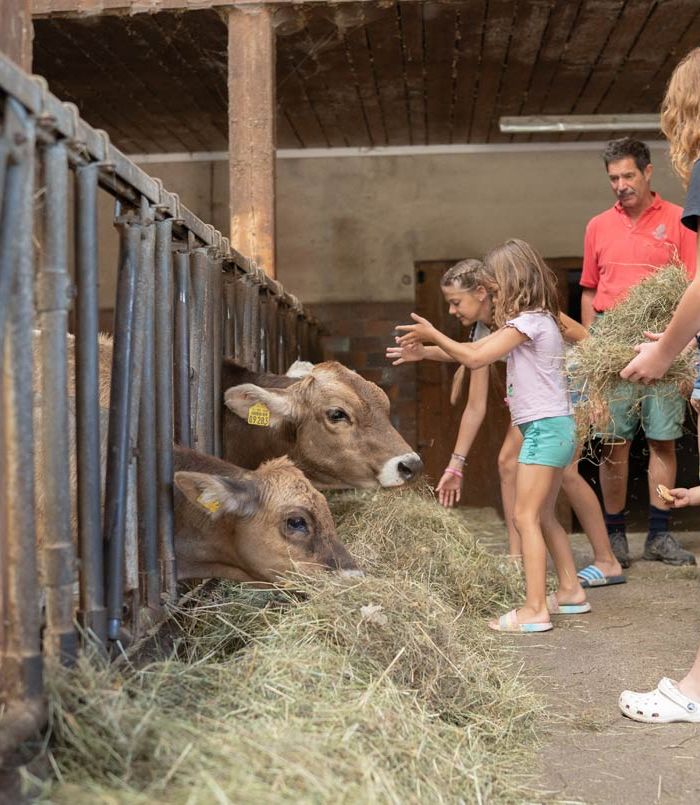Gemeinsam Rinder füttern - Ferienhof Mair